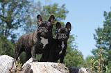 BOULEDOGUE FRANCAIS 028